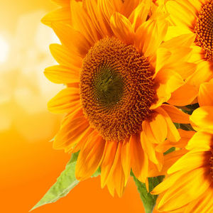 Meet your Posher, Freshta